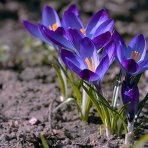 Krokus (Crocus vernus) ´GRAND MAITRE´ - 2-3 cibuľky v kvetináči, kont. P11